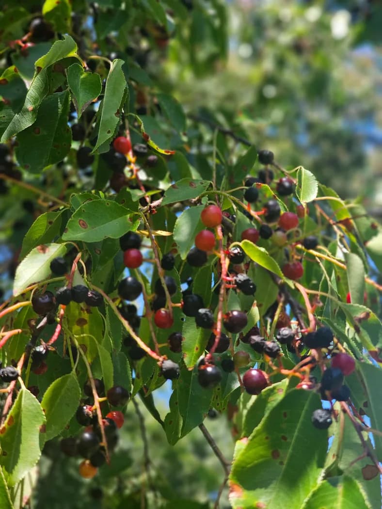 Black Cherry (Prunus serotina) Seeds