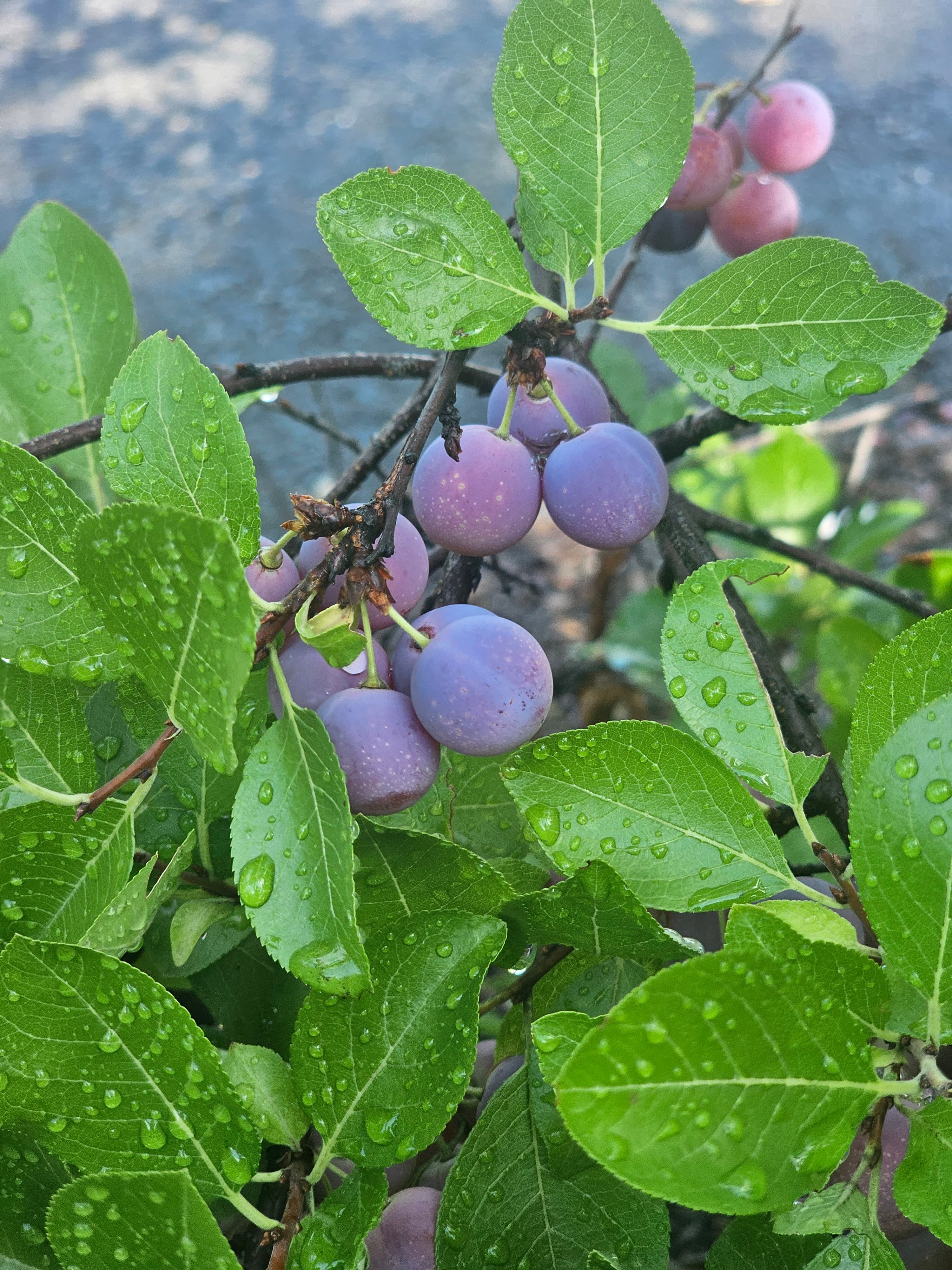 Beach Plum (Prunus maritima) Seeds