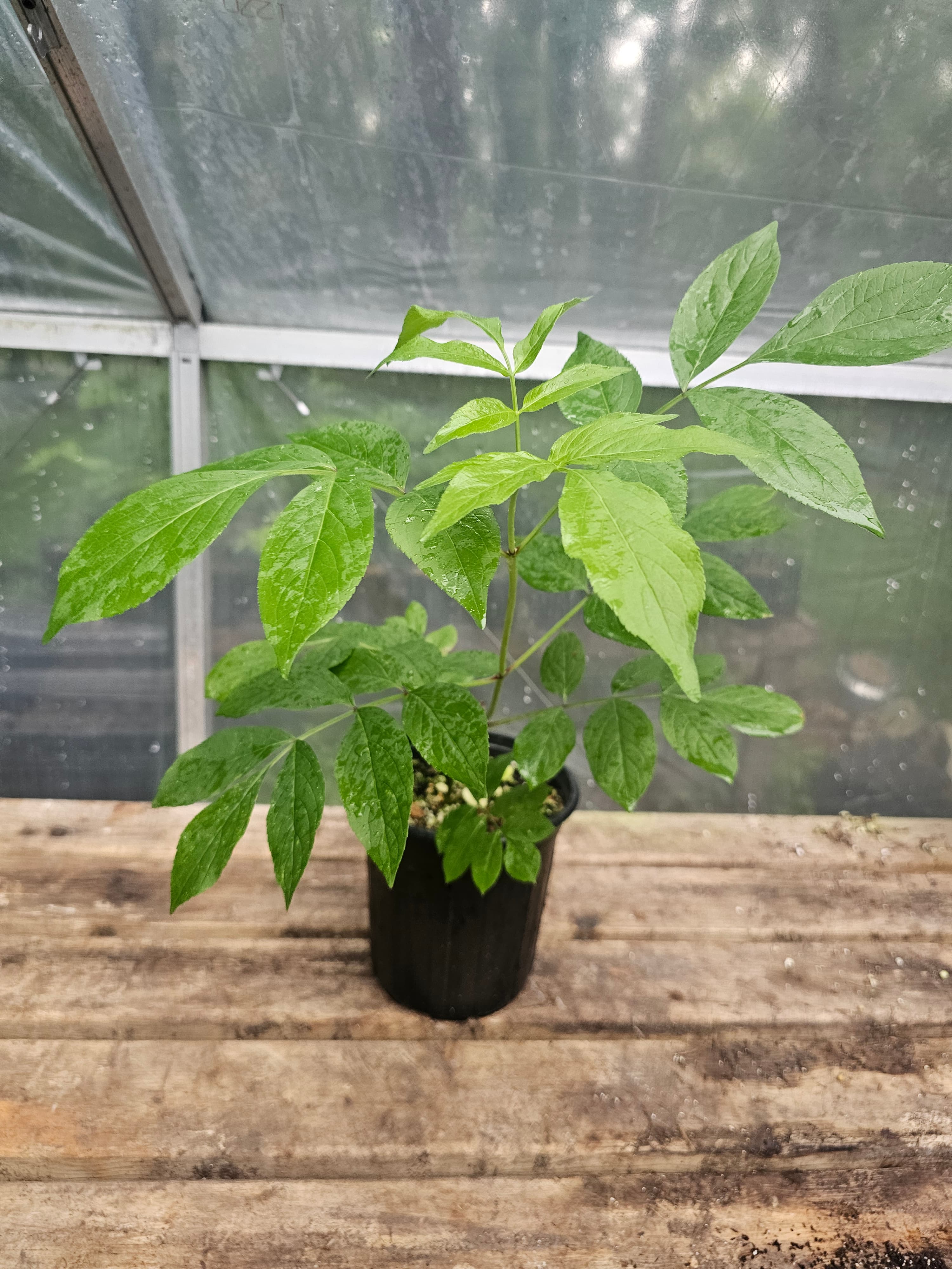 American Elderberry live plant