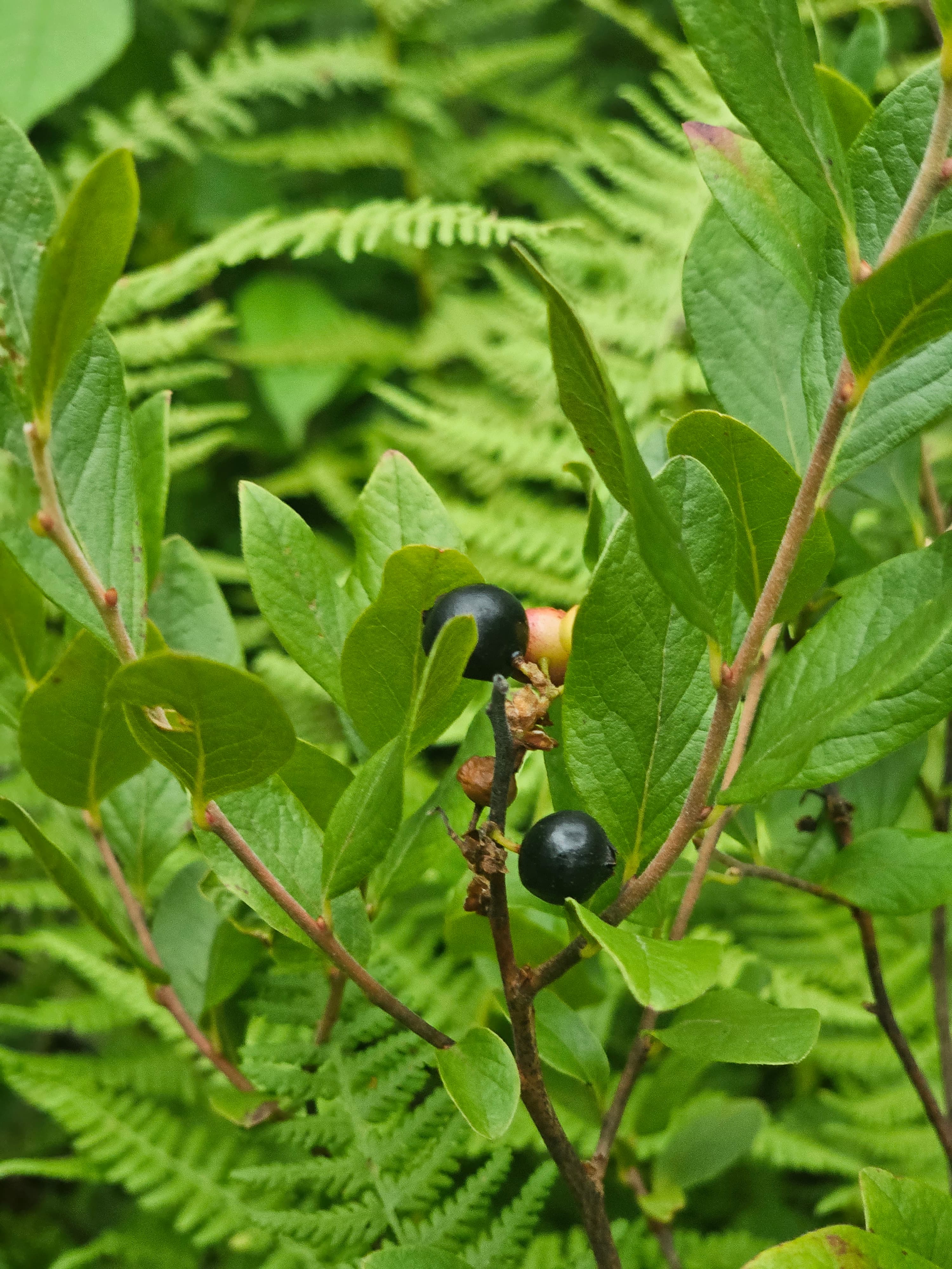 Black Huckleberry