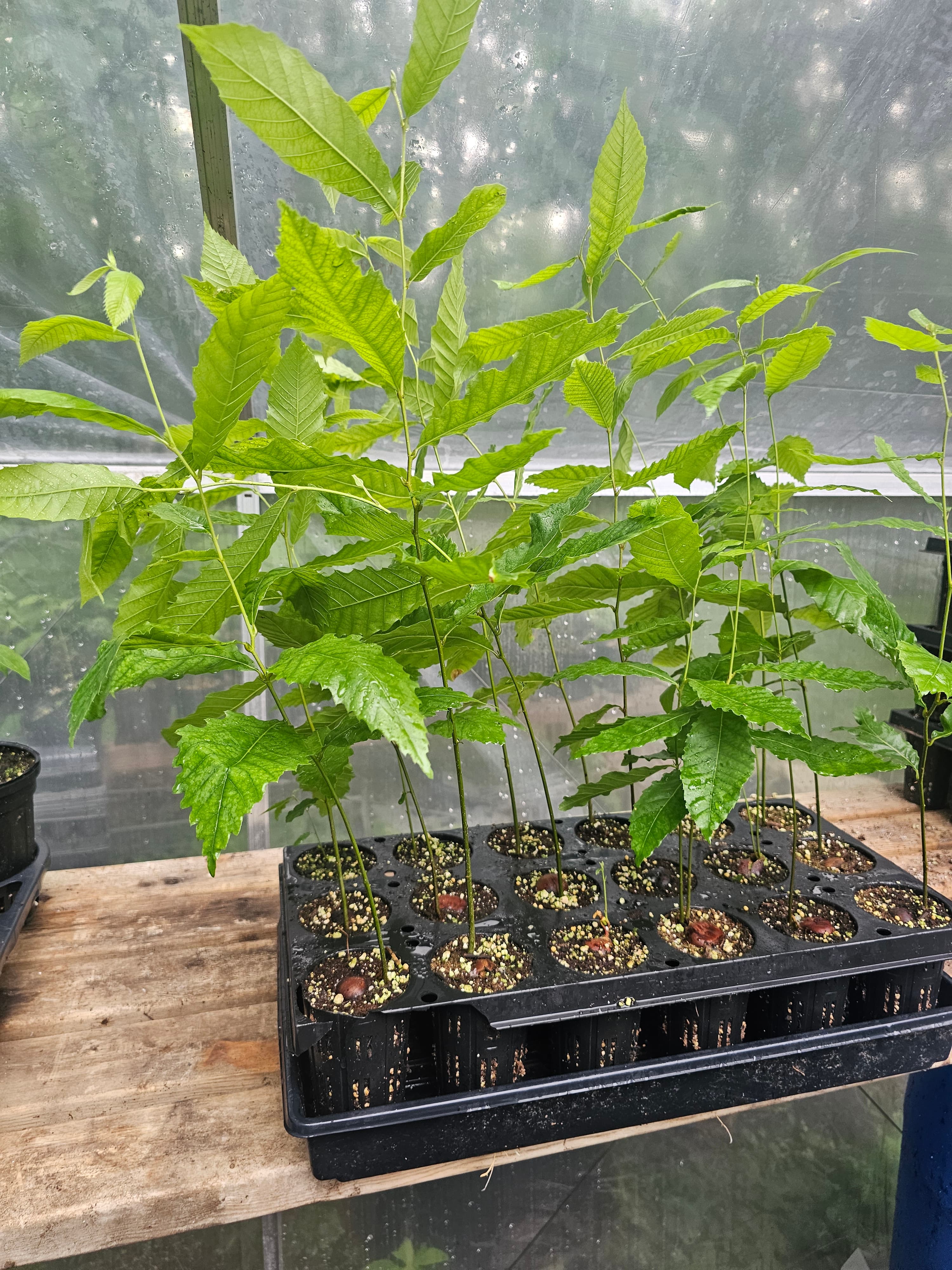 Korean XL Chestnut Tree seedling