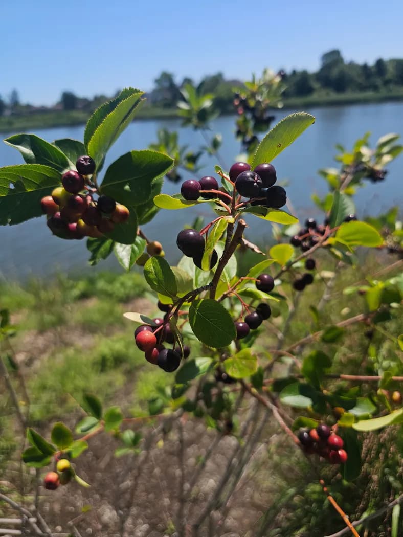Black Chokeberry (Aronia melanocarpa) Seeds