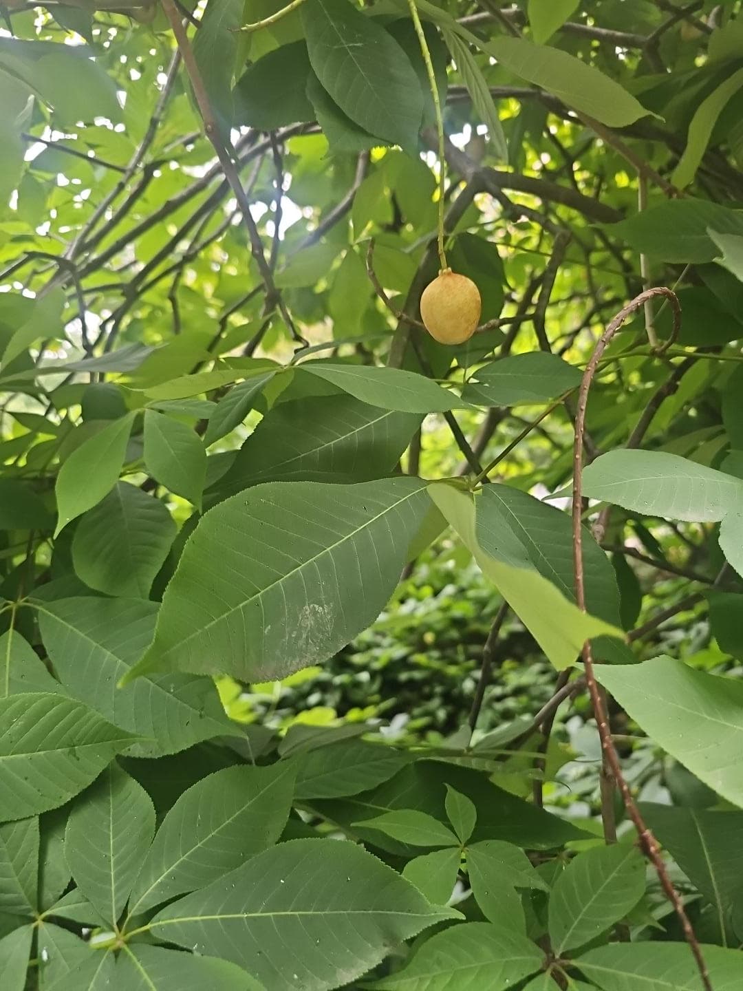 Bottlebrush Buckeye fruit hanging among palmately compound leaves