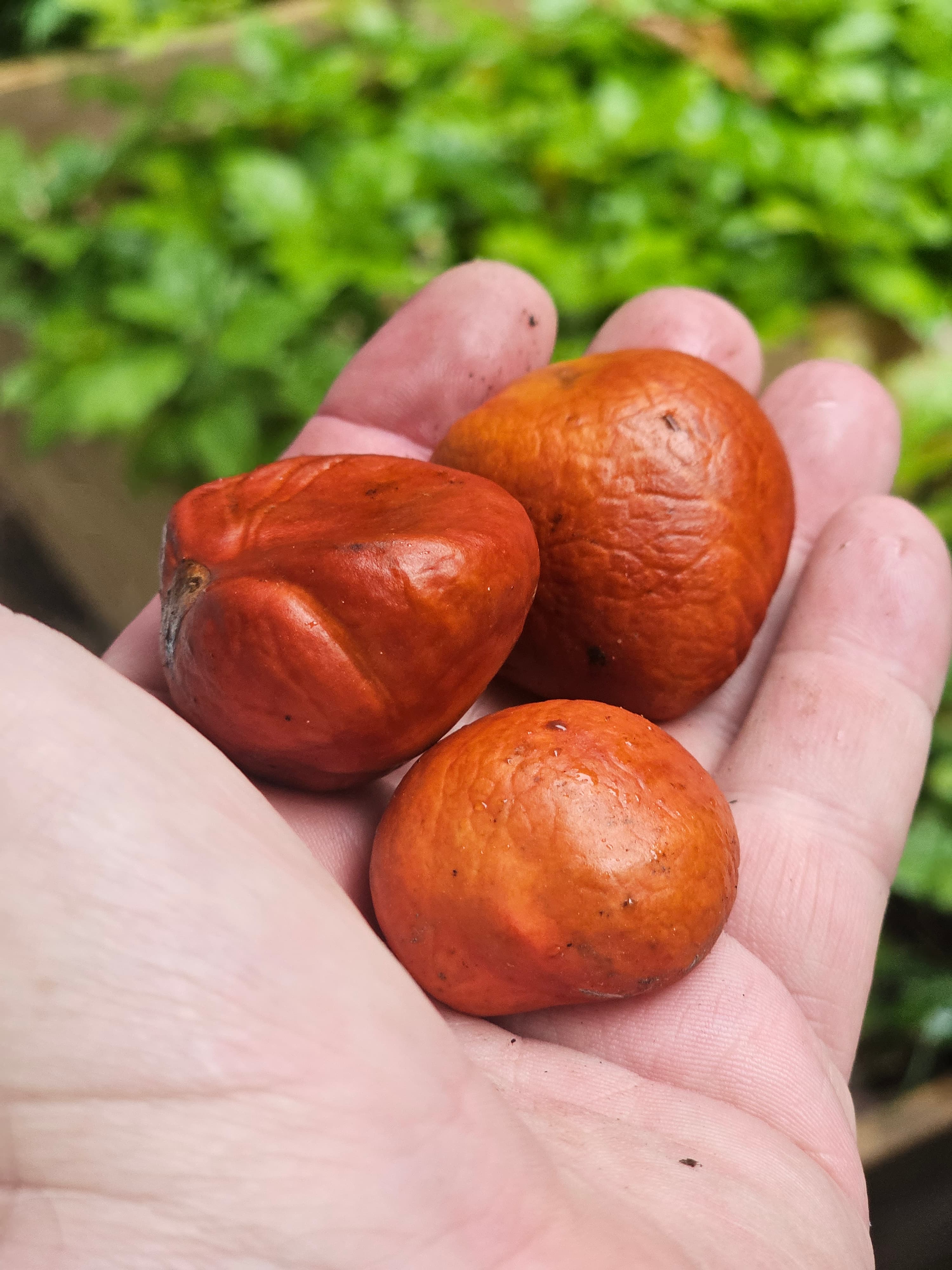 Three fresh Bottlebrush Buckeye seeds held in a hand