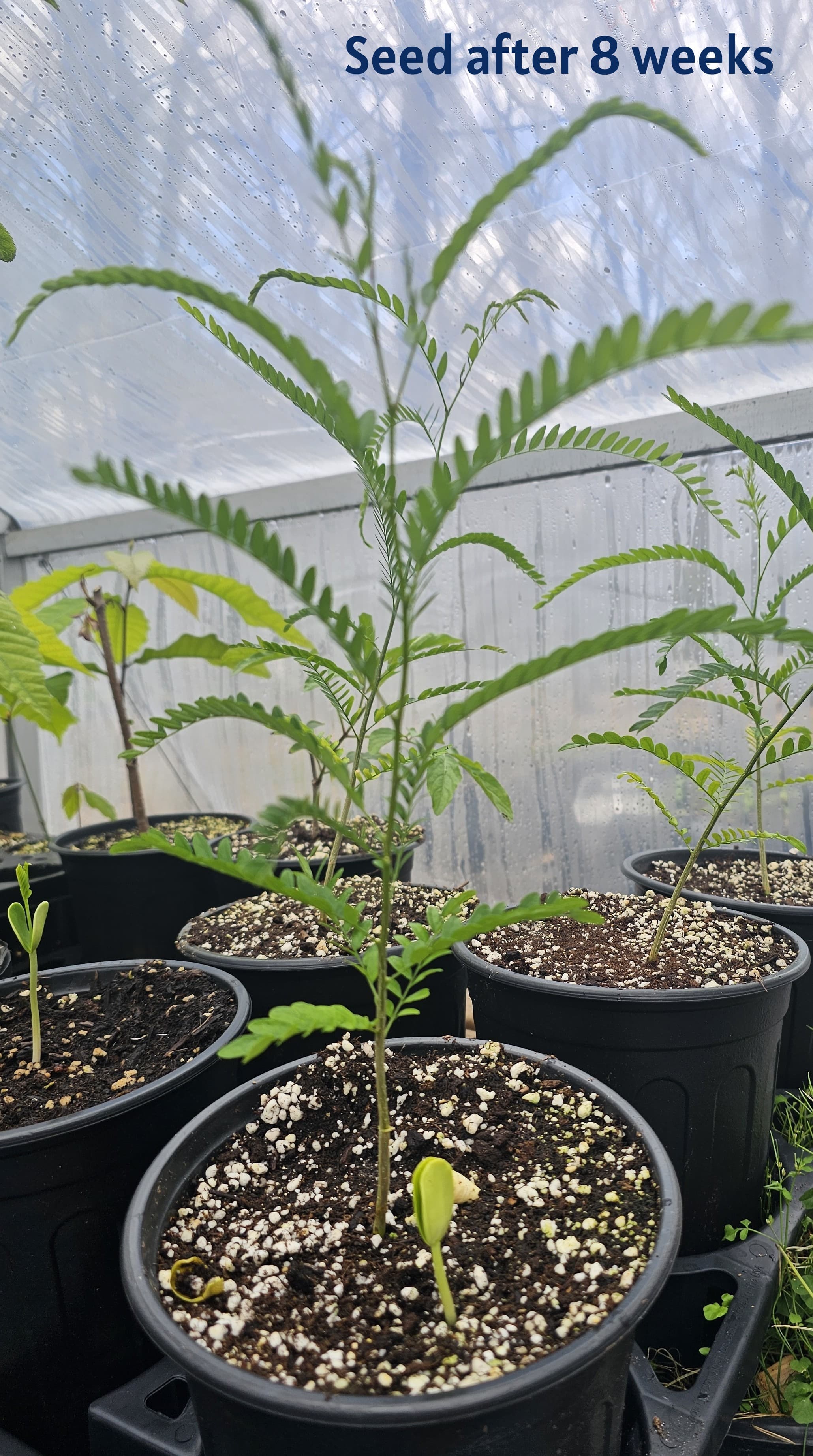 Honey Locust Tree (18” Starter Tree – Trade Pot) - $12