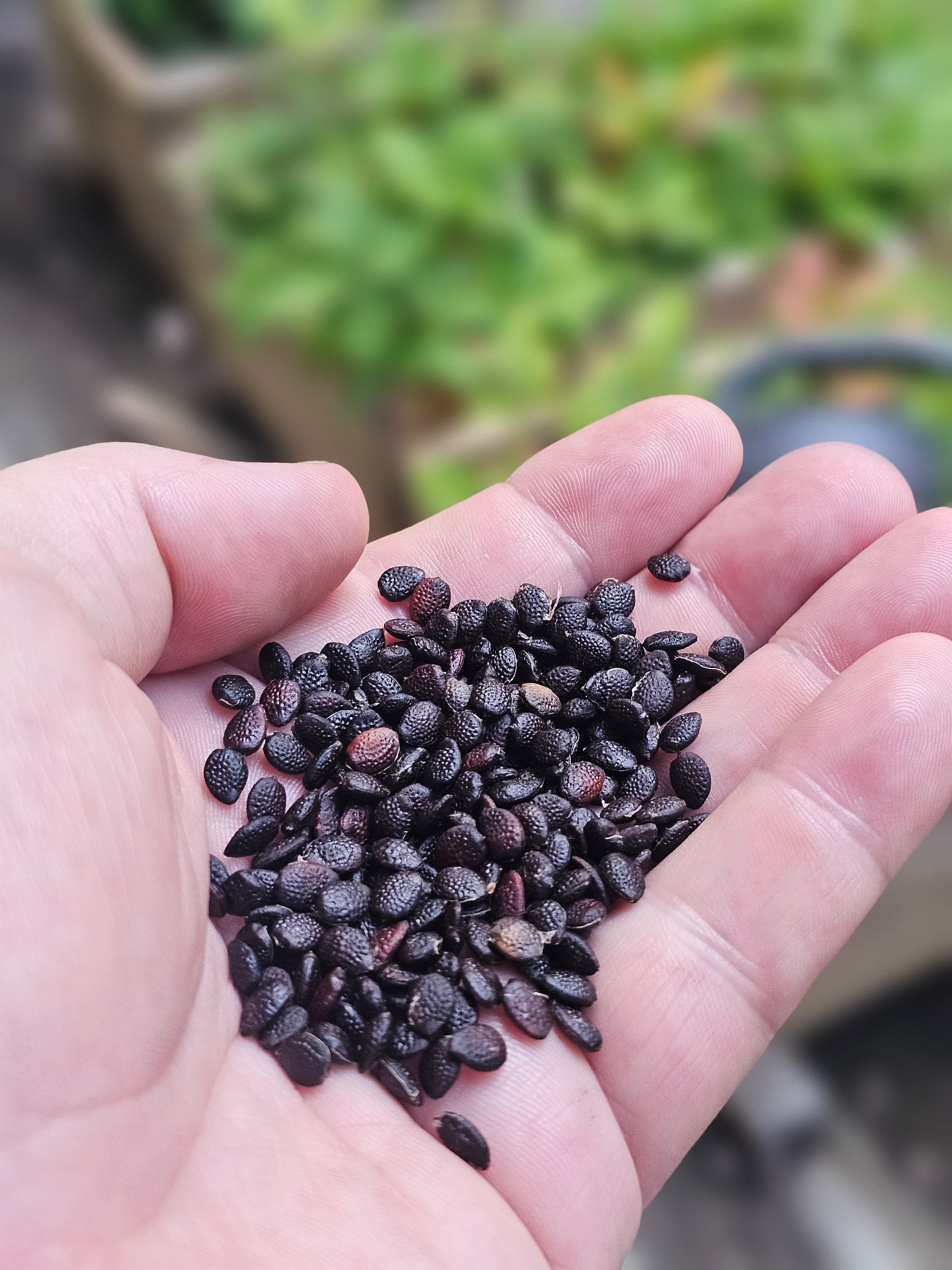 Maypop Seeds (Passiflora incarnata)