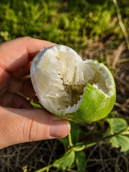 Maypop Seeds (Passiflora incarnata)