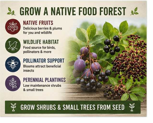 Native Berry & Food Forest Seed Collection