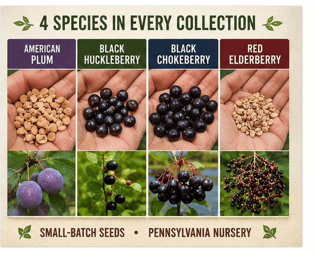 Native Berry & Food Forest Seed Collection