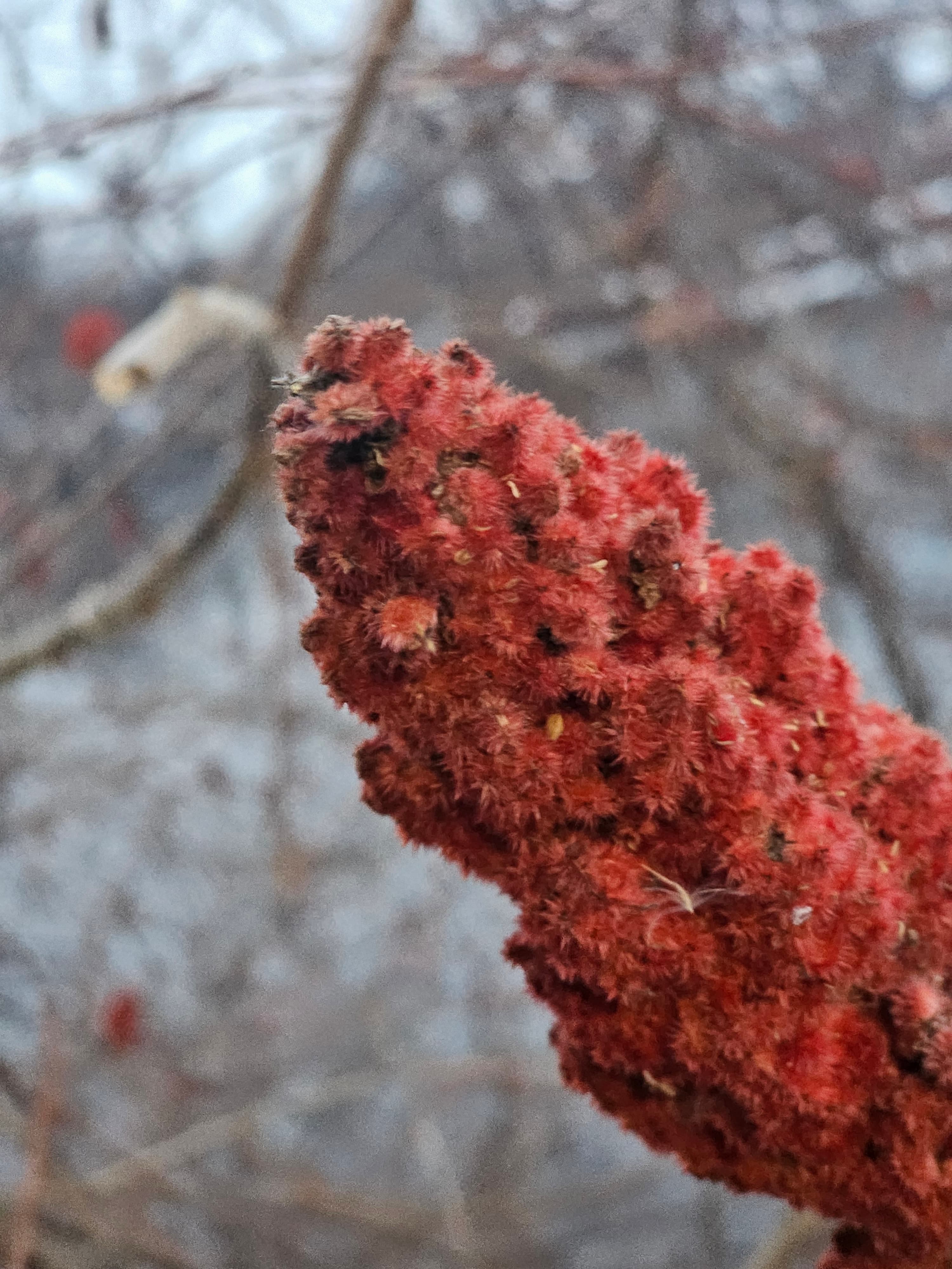 Staghorn Sumac (Rhus typhina) Seeds